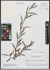 Foto von Salix alba L.
